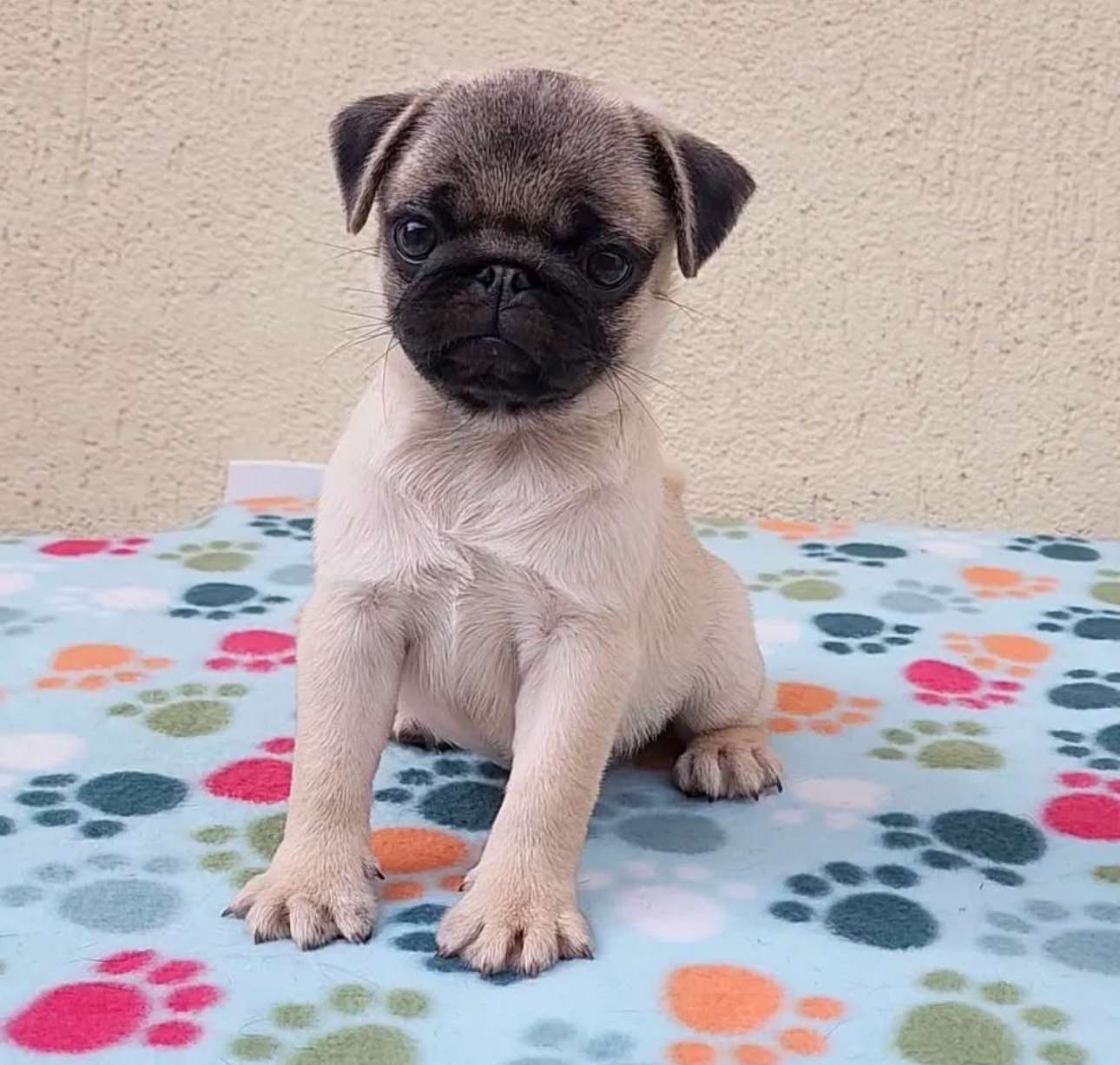 Breeze, a pug puppy available at Perfect Pug Pups