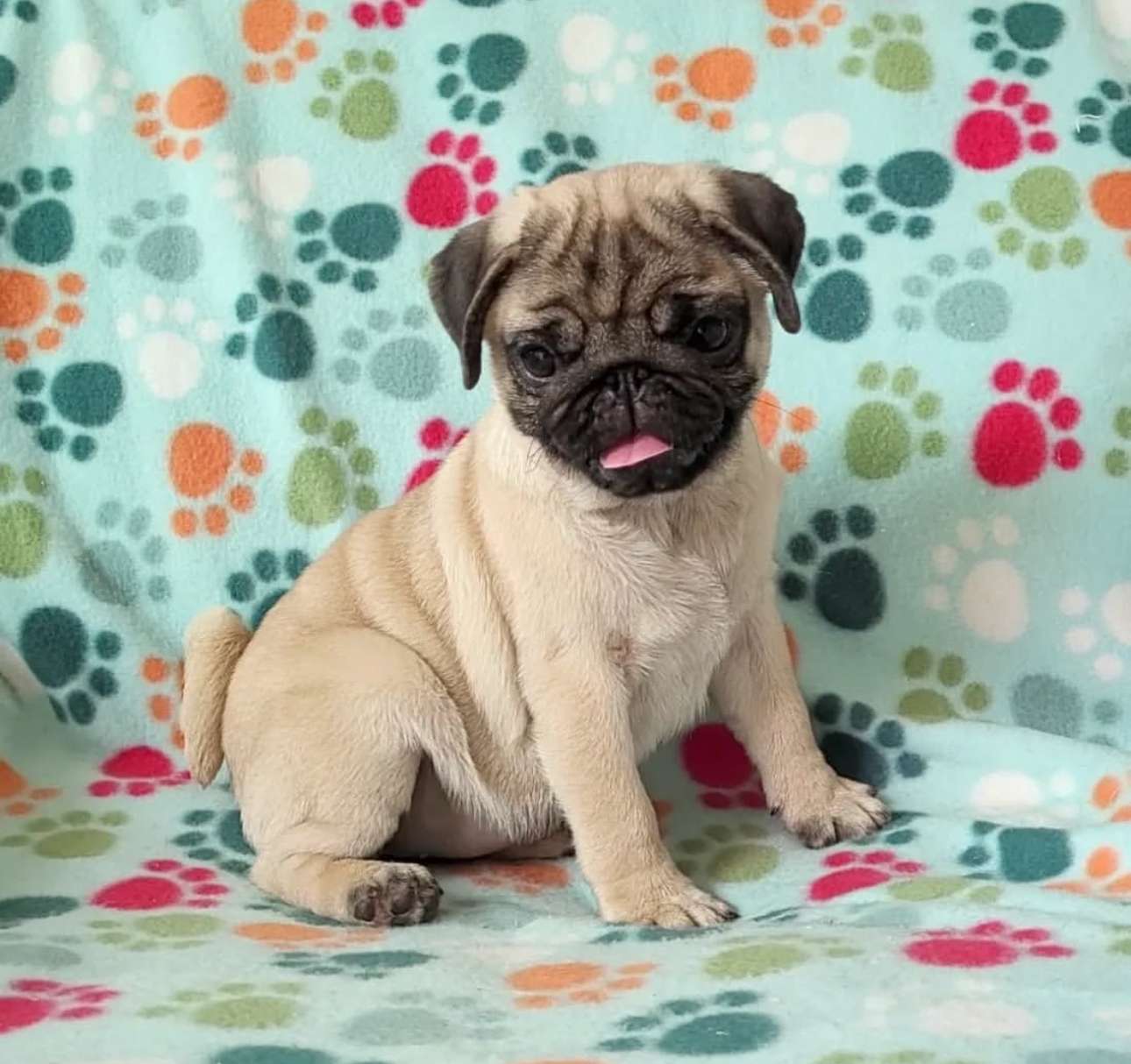 Jake, a fawn pug puppy