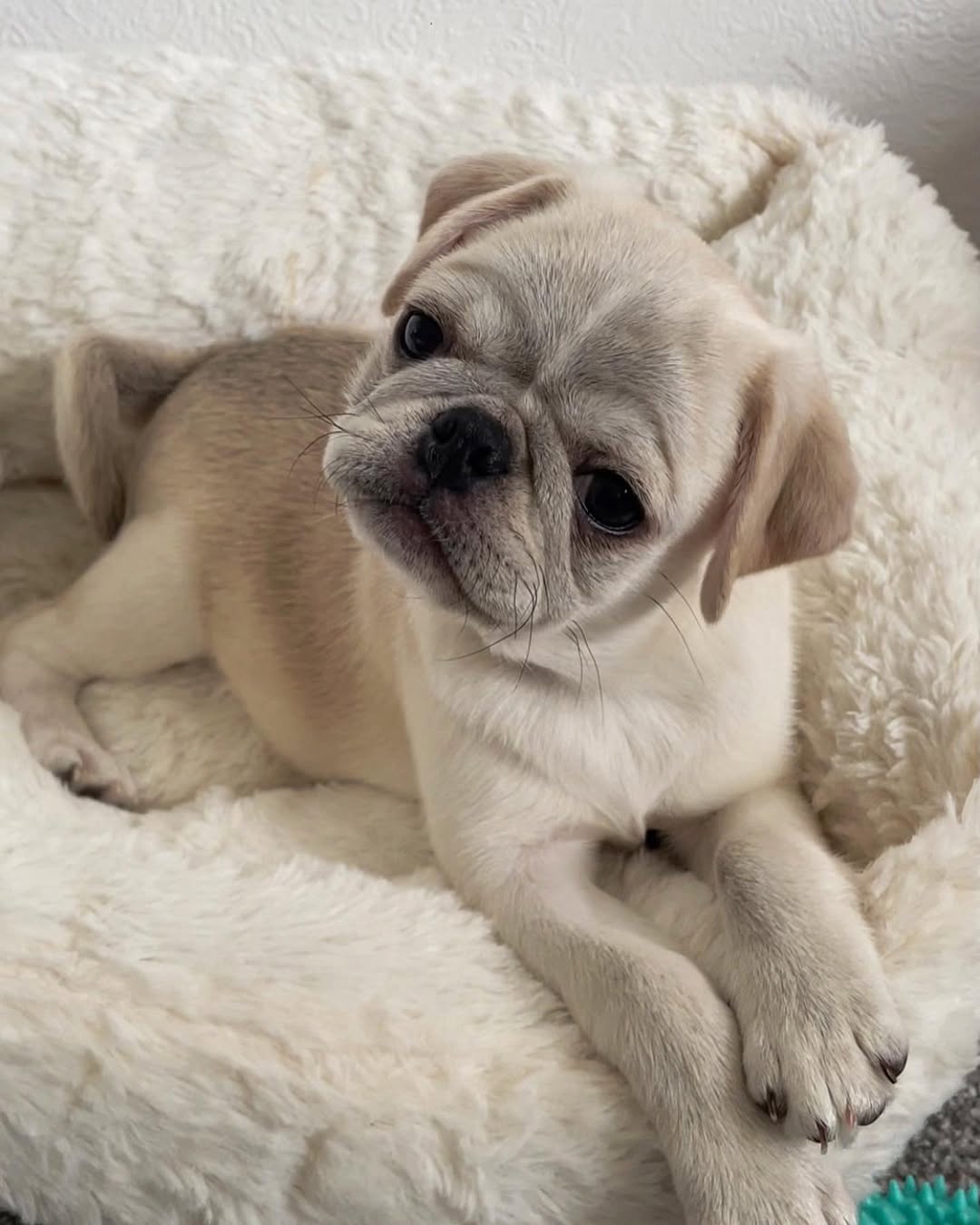 Pepper, a fawn pug puppy