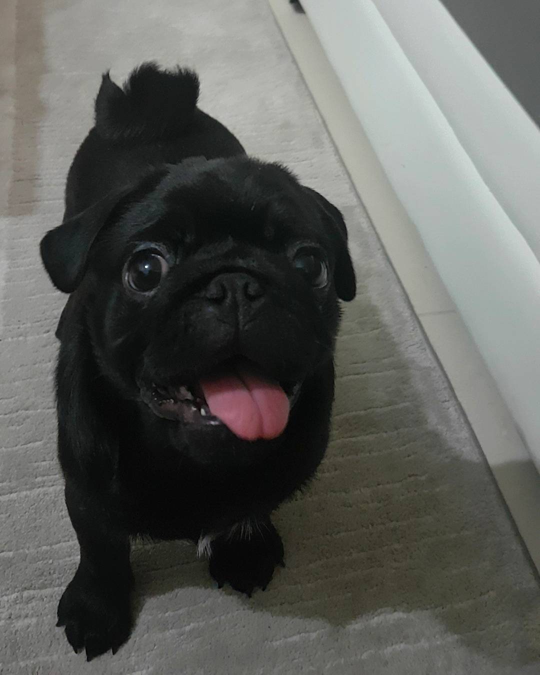 Poog
