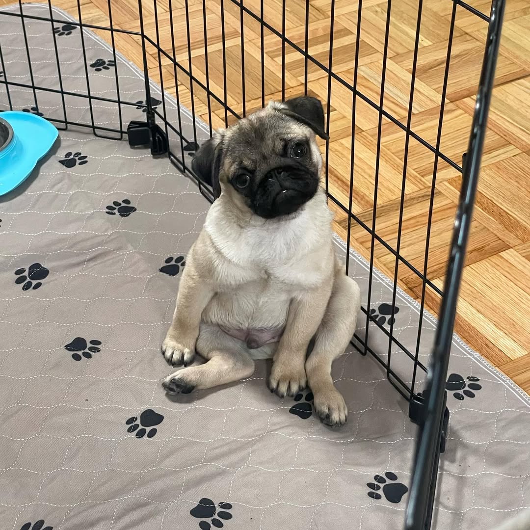 Rolly, a fawn pug puppy